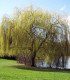 Salix Sepucr. Chrysocoma / Saule Pleureur