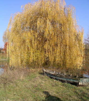 Salix Sepucr. Chrysocoma / Saule Pleureur