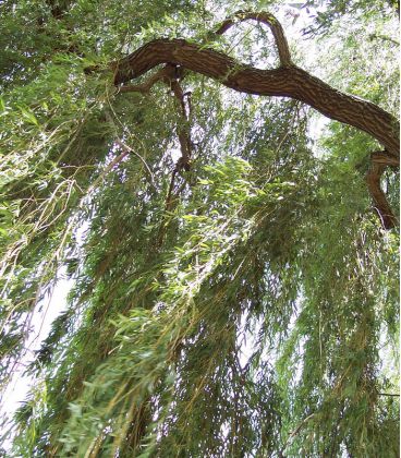 Salix Sepucr. Chrysocoma / Saule Pleureur