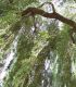 Salix Sepucr. Chrysocoma / Saule Pleureur