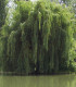 Salix Sepucr. Chrysocoma / Saule Pleureur