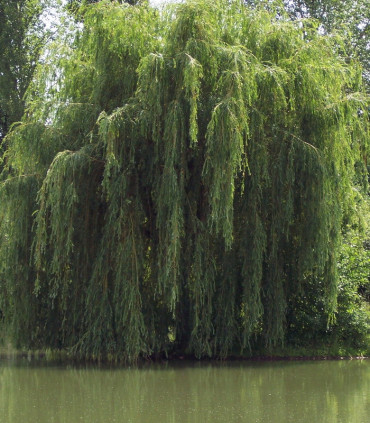 Salix Sepucr. Chrysocoma / Saule Pleureur