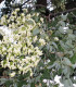 Sophora Japonica / Sophora Du Japon