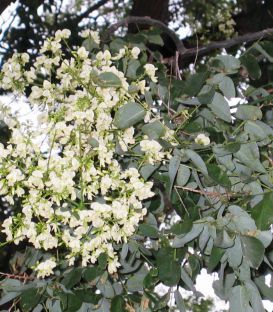 Sophora Japonica / Sophora Du Japon