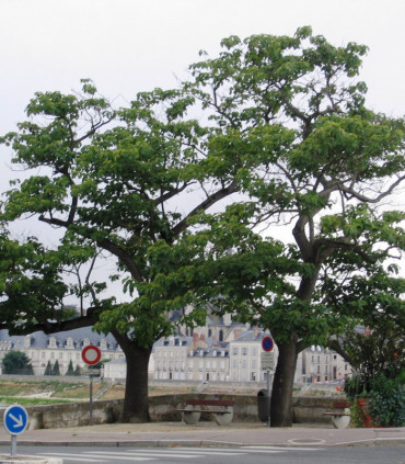Sophora Japonica / Sophora Du Japon