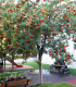 Sorbus Aucuparia / Sorbier Des Oiseaux