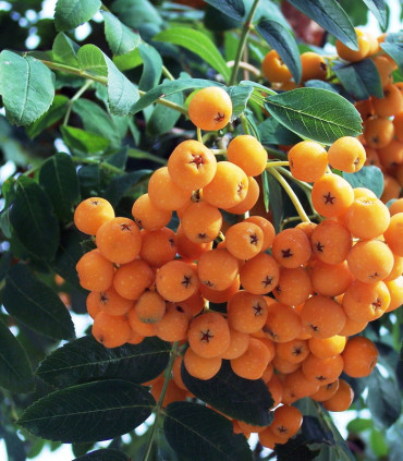 Sorbus Aucuparia / Sorbier Des Oiseaux