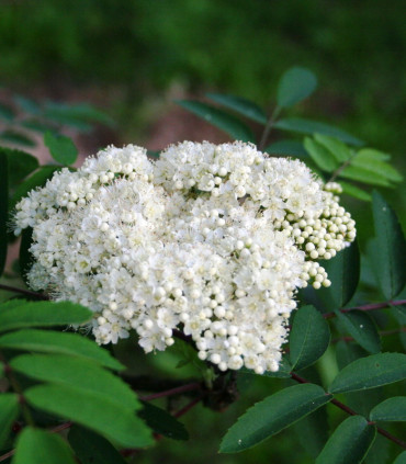 Sorbus Aucuparia / Sorbier Des Oiseaux