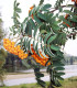 Sorbus Aucuparia / Sorbier Des Oiseaux