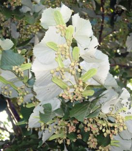 Tilia Tomentosa / Tilleul Argente