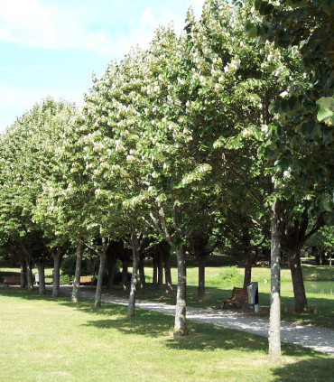 Tilia Tomentosa / Tilleul Argente