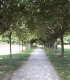 Tilia Tomentosa / Tilleul Argente