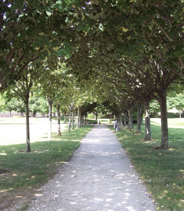 Tilia Tomentosa / Tilleul Argente
