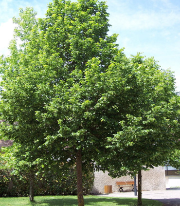 Tilia Platyphyllos / Tilleul de Hollande