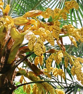 Trachycarpus Fortunei / Palmier