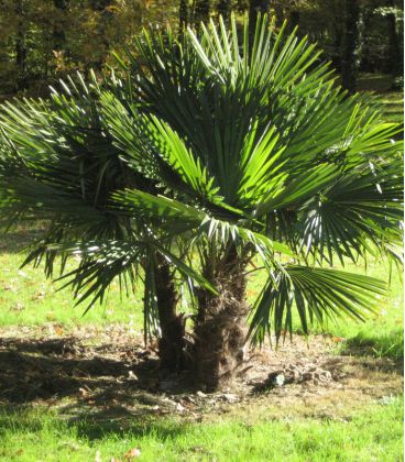 Trachycarpus Fortunei / Palmier