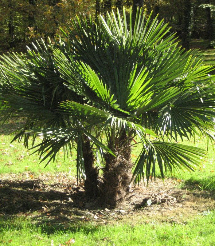 Palmier chanvre : comment planter et l'entretenir ce palmier ?