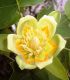 Liriodendron Tulipifera / Tulipier de Virginie