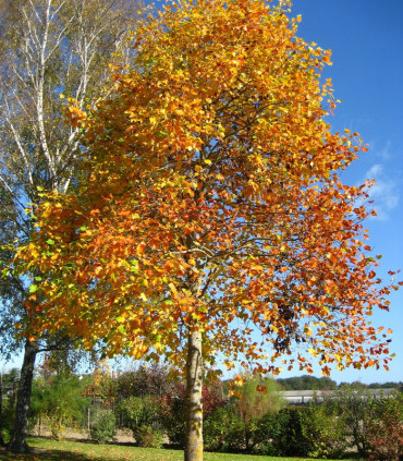 Liriodendron Tulipifera / Tulipier de Virginie