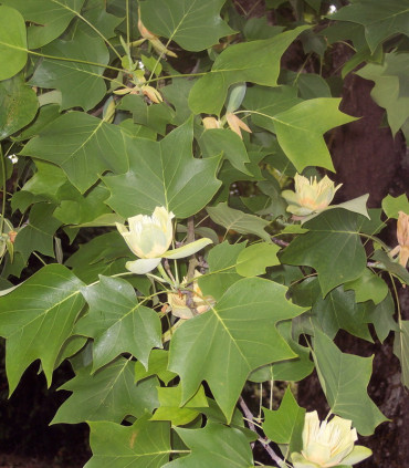 Liriodendron Tulipifera / Tulipier de Virginie