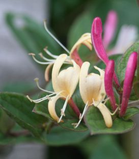 Lonicera Japonica Chinensis / Chevrefeuille Chinensis