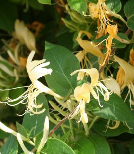 Lonicera Japonica Halliana / Chevrefeuille Halliana