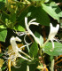Lonicera Japonica Halliana / Chevrefeuille Halliana