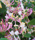 Lonicera Heckrotii Goldflame / Chevrefeuille Heckrotii  Goldflame