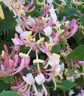 Lonicera Heckrotii Goldflame / Chevrefeuille Heckrotii  Goldflame