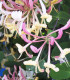 Lonicera Heckrotii Goldflame / Chevrefeuille Heckrotii  Goldflame