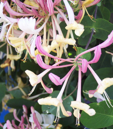 Lonicera Heckrotii Goldflame / Chevrefeuille Heckrotii  Goldflame