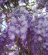 Wisteria Sinensis Bleue / Glycine de Chine Bleue