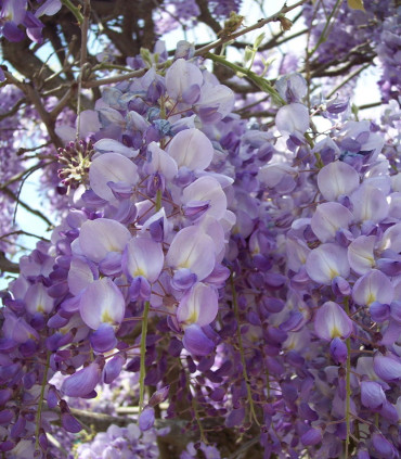 Wisteria Sinensis Bleue / Glycine de Chine Bleue