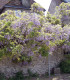 Wisteria Sinensis Bleue / Glycine de Chine Bleue