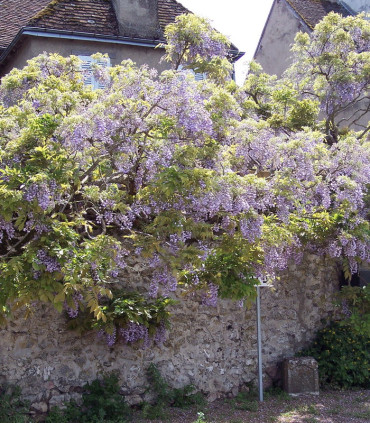 Wisteria Sinensis Bleue / Glycine de Chine Bleue