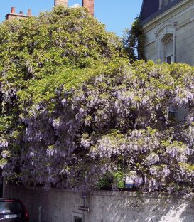 Wisteria Sinensis Bleue / Glycine de Chine Bleue