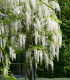Wisteria Sinensis Blanche / Glycine de Chine Blanche