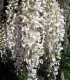 Wisteria Sinensis Blanche / Glycine de Chine Blanche