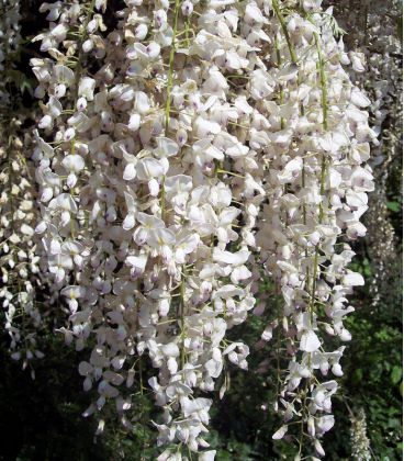 Wisteria Sinensis Blanche / Glycine de Chine Blanche
