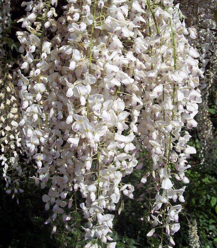 WISTERIA sinensis blanche / GLYCINE DE CHINE BLANCHE
