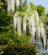 Wisteria Sinensis Blanche / Glycine de Chine Blanche