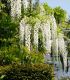 Wisteria Sinensis Blanche / Glycine de Chine Blanche