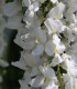 Wisteria Sinensis Blanche / Glycine de Chine Blanche