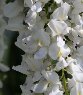 Wisteria Sinensis Blanche / Glycine de Chine Blanche