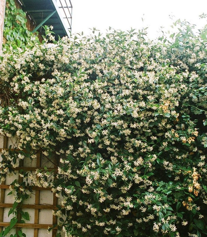 TRACHELOSPERMUM jasminoïdes / JASMIN ETOILE