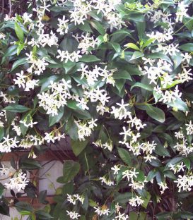Trachelospermum Jasminoïdes / Jasmin Etoile