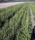 Picea Abies / Epicea Commun