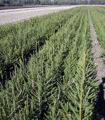 Picea Abies / Epicea Commun