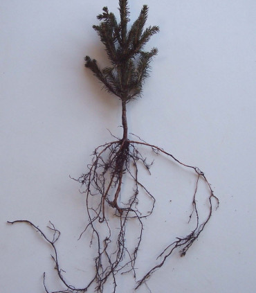 Picea Abies / Epicea Commun