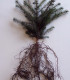 Picea Sitchensis Origine Forestière  / Epicea de Sitka